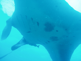 }^P6200047.gif